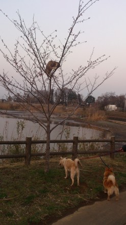 木に登る猫と犬