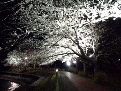 白一色の桜並木
