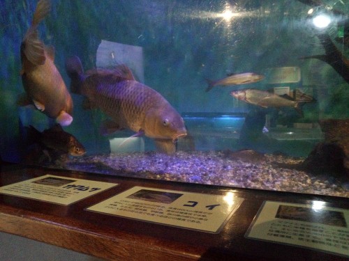 ネイチャーセンターのミニ水族館