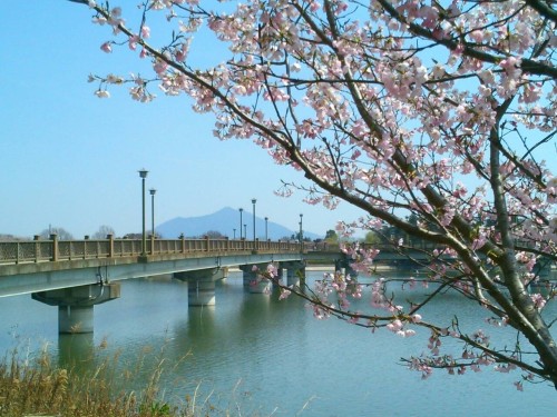 砂沼大橋と桜と筑波山と