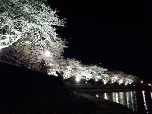 砂沼のきれいな夜桜