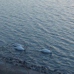 砂沼の白鳥