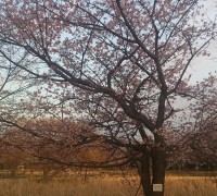 観桜苑のカンザクラ