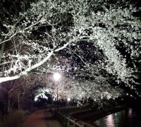 砂沼の夜桜