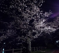 夜桜がきれいです