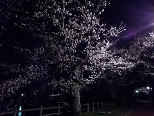 夜桜がきれいです