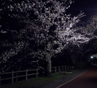 砂沼の夜桜