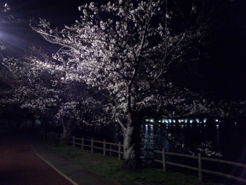 夜桜と砂沼