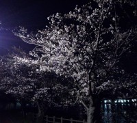 ライトアップされた夜の桜