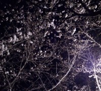 夜桜をアップ