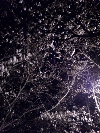 夜桜をアップ