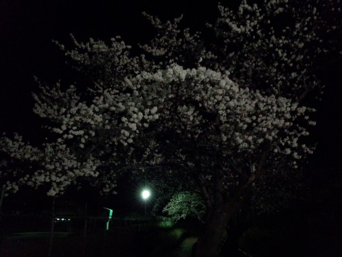 夜の桜