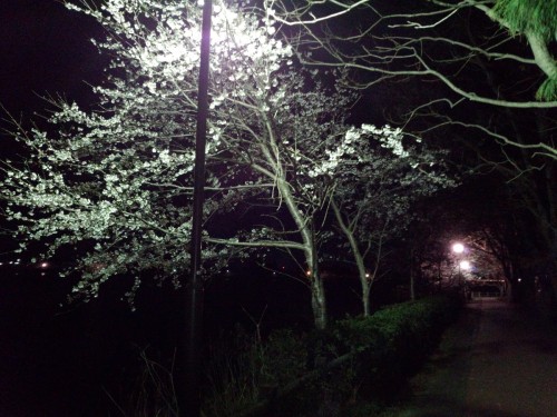 砂沼の夜桜が見ごろ