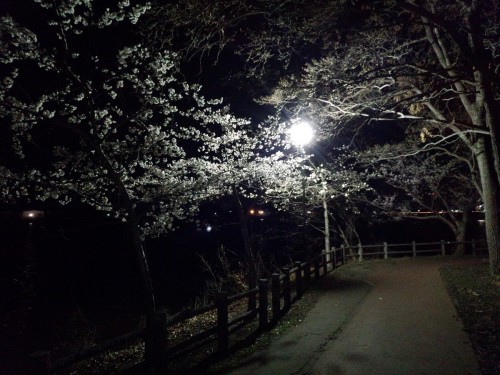 砂沼の夜桜は今だけ