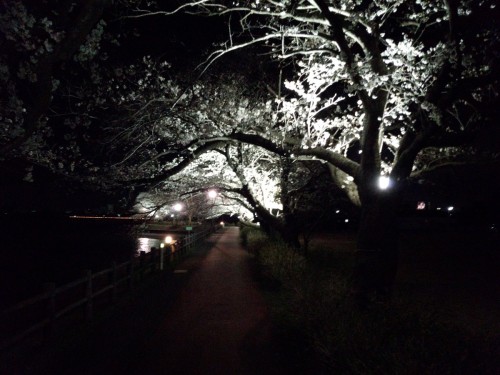 砂沼の夜桜がライトアップ