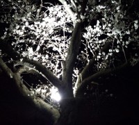 ライトアップされた桜