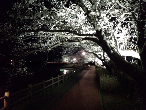 夜桜がきれい