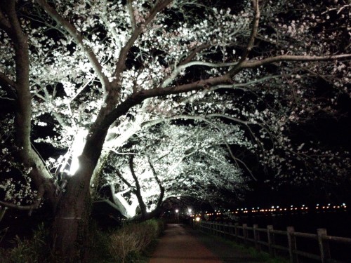 夜桜のライトアップ！