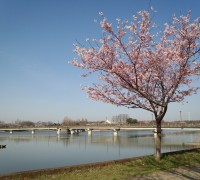 桜と砂沼大橋とボート
