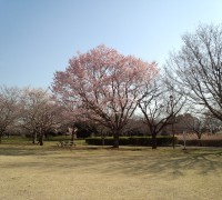 観桜苑のタチヒガン