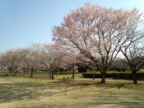 砂沼広域公園内の観桜苑
