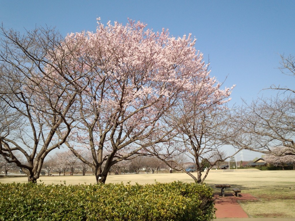 観桜苑の桜