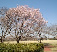 観桜苑の桜