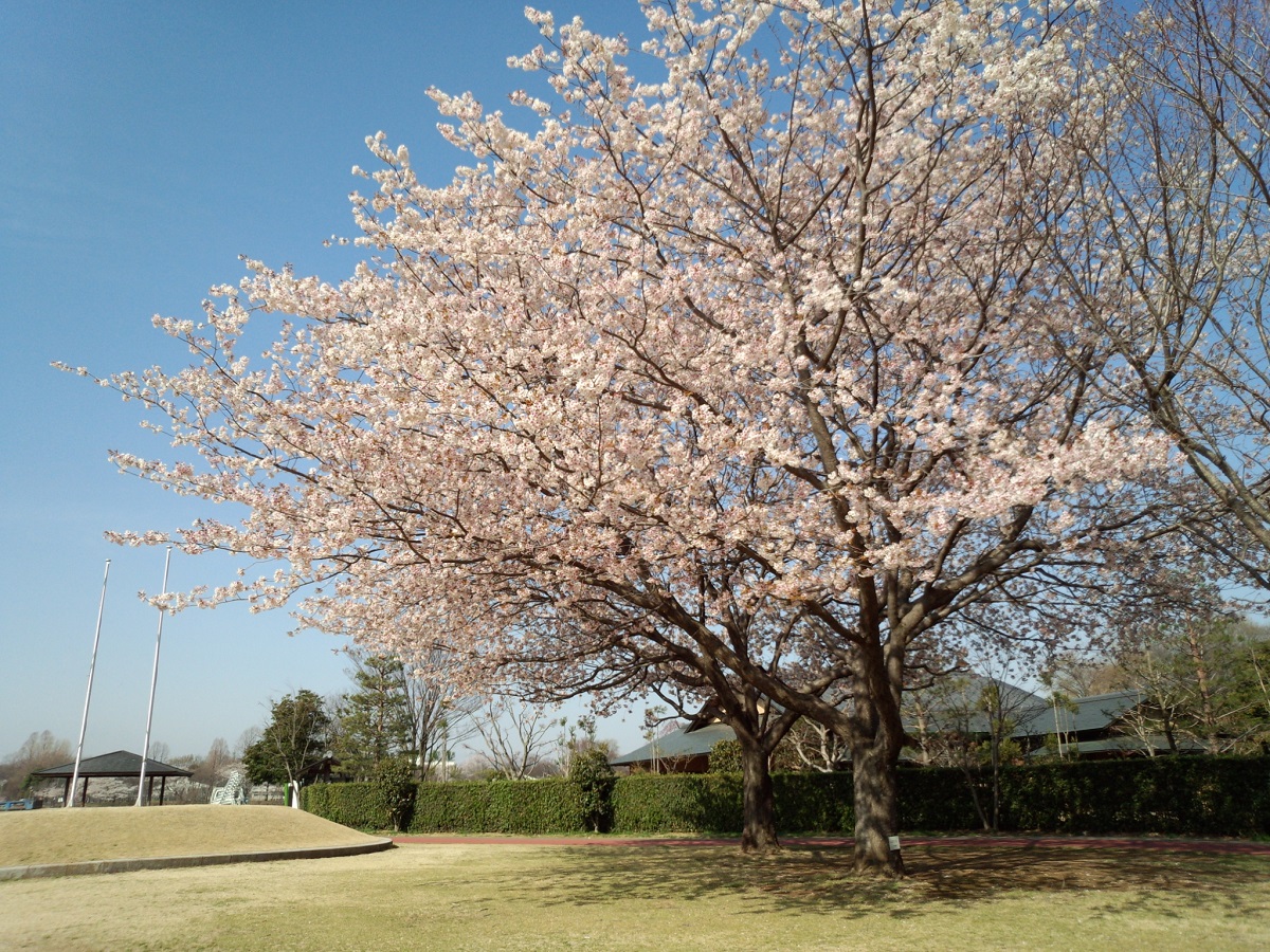 朝日を浴びる桜