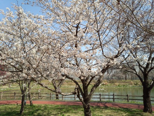 満開の桜と満開のグラウンド