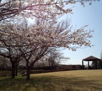 木漏れ日と桜