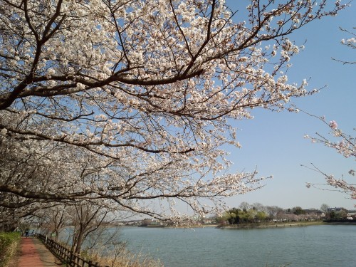 砂沼大橋のそばの桜