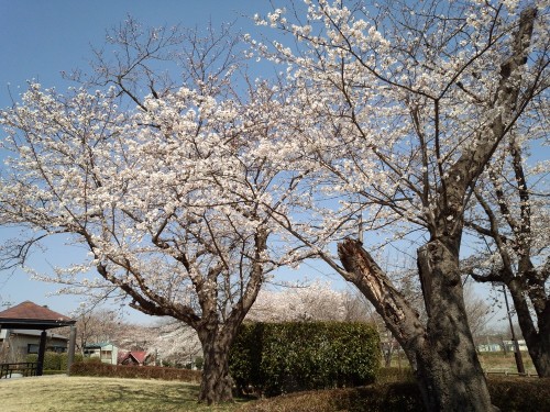 下妻中学校近くの桜