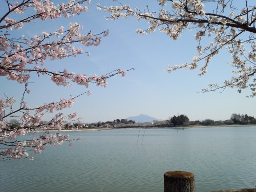 桜の木に囲まれて筑波山を眺める