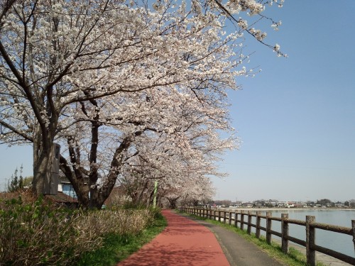 桜とランニングコース