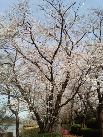 立派な桜の木