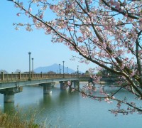 砂沼大橋と桜と筑波山と